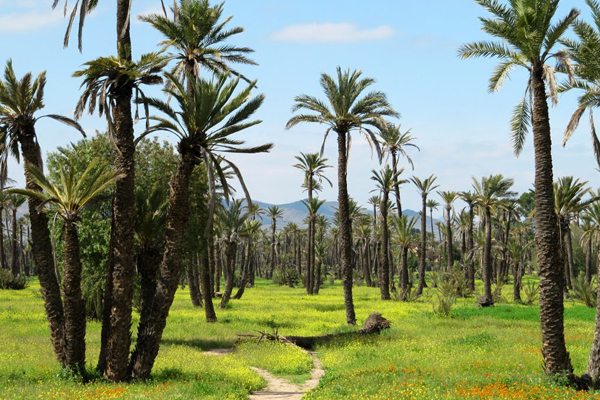 Visite des jardins du Marrakech : Majorelle, Menara, Agdal...